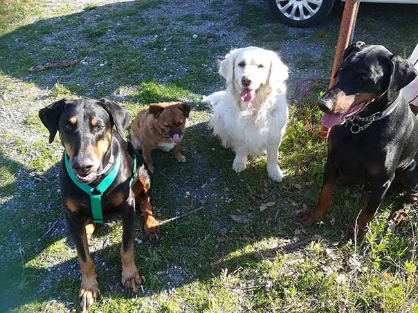 Dog sitter Savona
